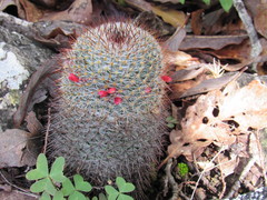 Mammillaria haageana conspicua