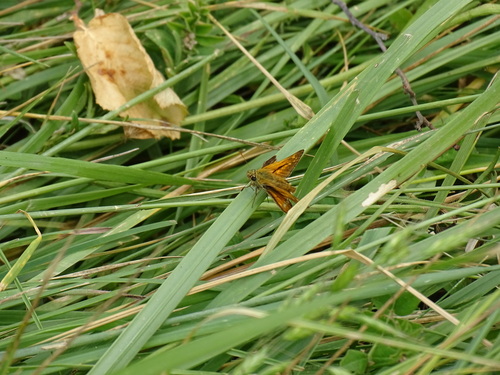 Large Skipper