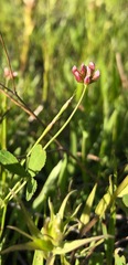 Trifolium gracilentum