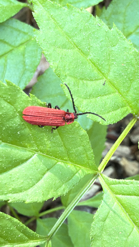 Golden Net-winged Beetle