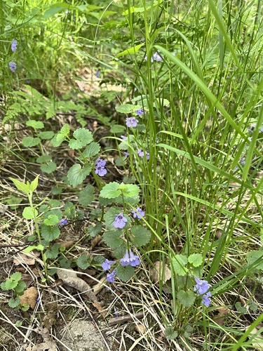 ground-ivy