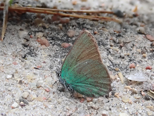 Green Hairstreak