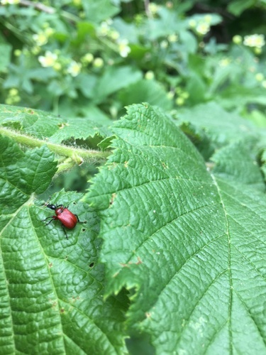 Hazel leaf-roller weevil