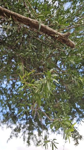 Schinus longifolia