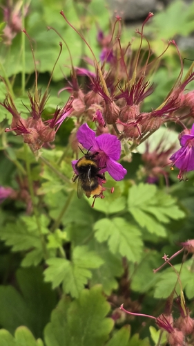 Early Bumble Bee