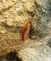 Ischnochiton torri