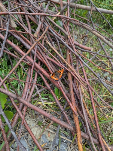 Small Tortoiseshell