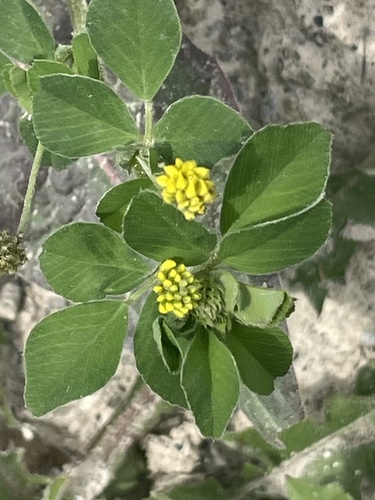 Black Medick
