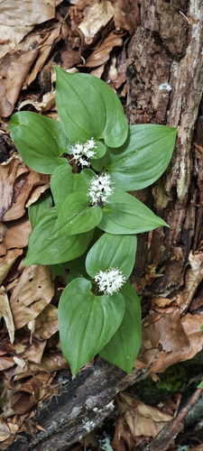 May Lily