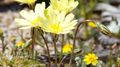 Anisocoma acaulis