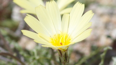 Anisocoma acaulis