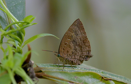 Dull Oak-blue