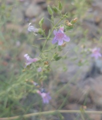 Penstemon triphyllus
