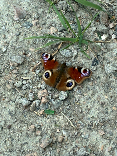 European Peacock Butterfly