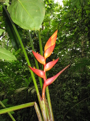 Heliconia uxpanapensis