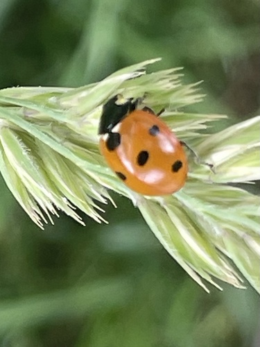Seven-spotted Lady Beetle