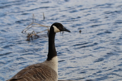 Branta canadensis
