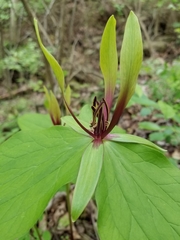 Trillium viridescens
