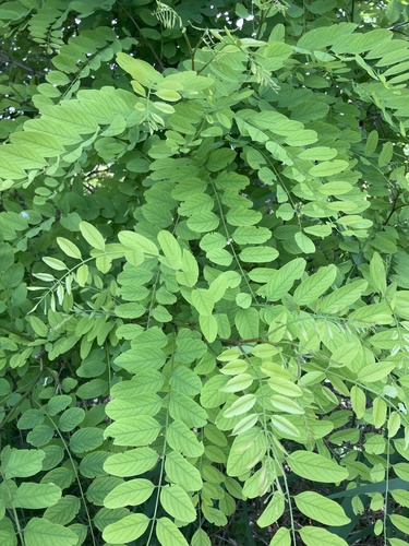 black locust