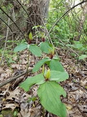 Trillium viridescens
