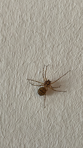 Common Spitting Spider