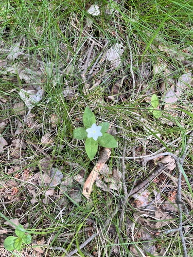 Arctic Starflower