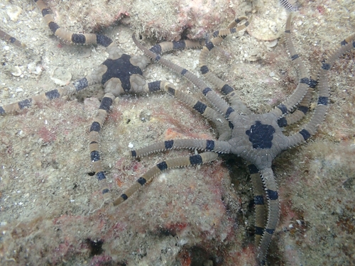 Ophiolepis superba observed 2026-05-31