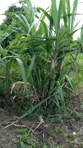 Sugarcane