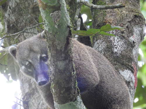 South American Coati