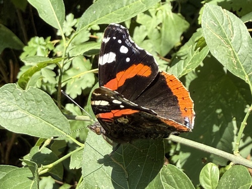Red Admiral