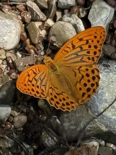 Silver-washed Fritillary