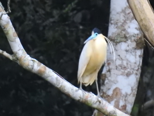 Capped Heron