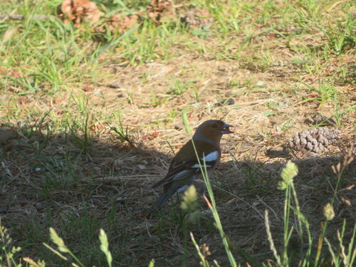Common Chaffinch