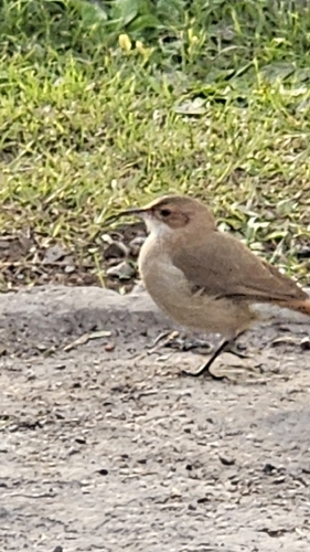 Rufous Hornero