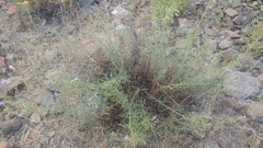 Penstemon triphyllus