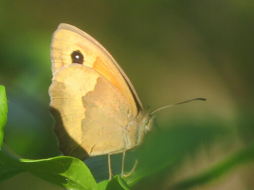 Meadow Brown