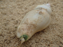 Gibberulus gibberulus