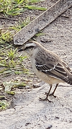Chalk-browed Mockingbird