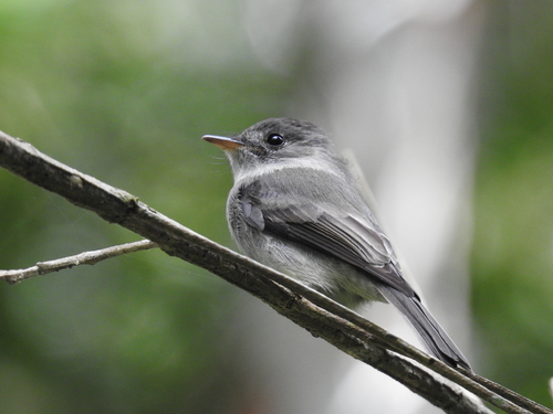 Southern Tropical Pewee