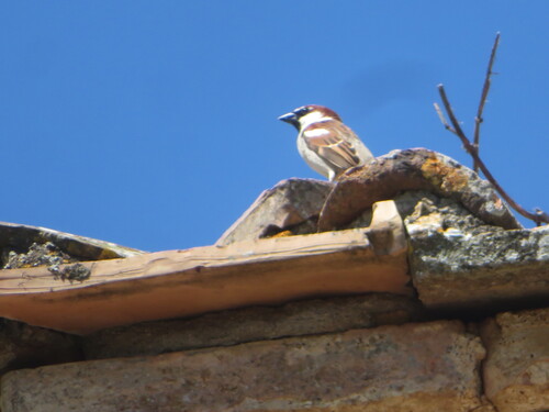 Italian Sparrow
