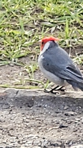 Red-crested Cardinal