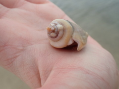 Gibberulus gibberulus