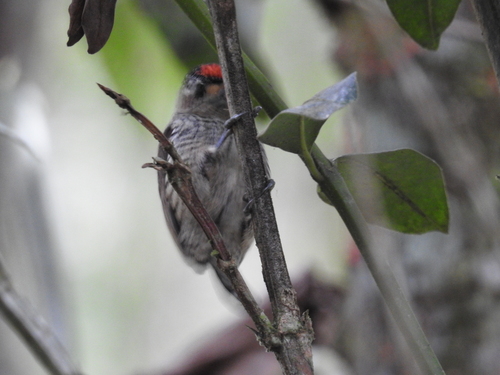 White-barred Piculet