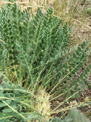 Astragalus exscapus, photograph 6