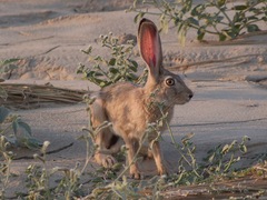 Lepus tolai