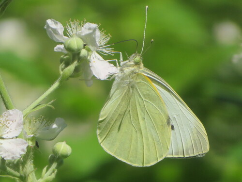 Large White