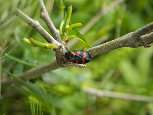 Cercopis
