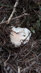 Boletus semigastroideus