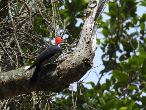 Lineated Woodpecker