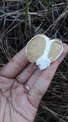 Boletus semigastroideus